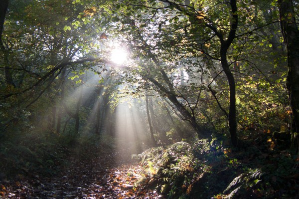 Bucks Valley Woods: walking into the autumn sun